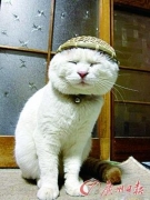 新華網記者透視時代風潮:“新族群”你是哪個族